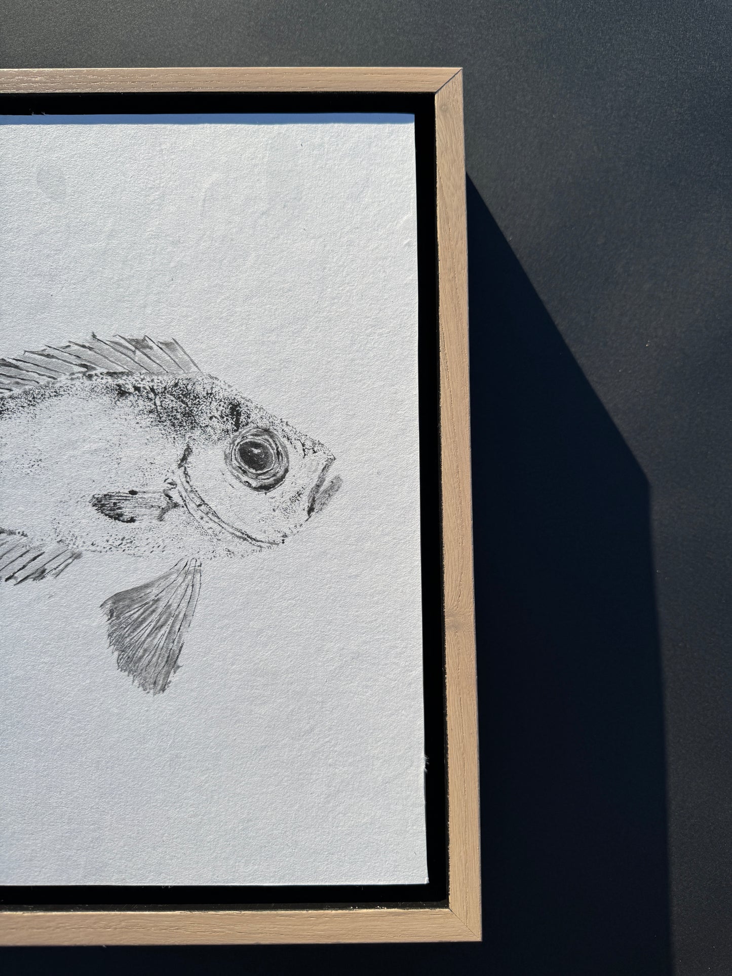 Toro Snapper