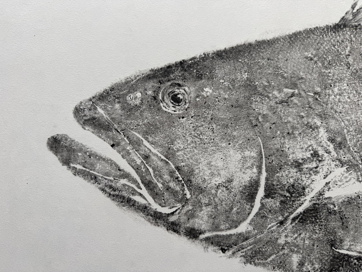 Black Grouper
