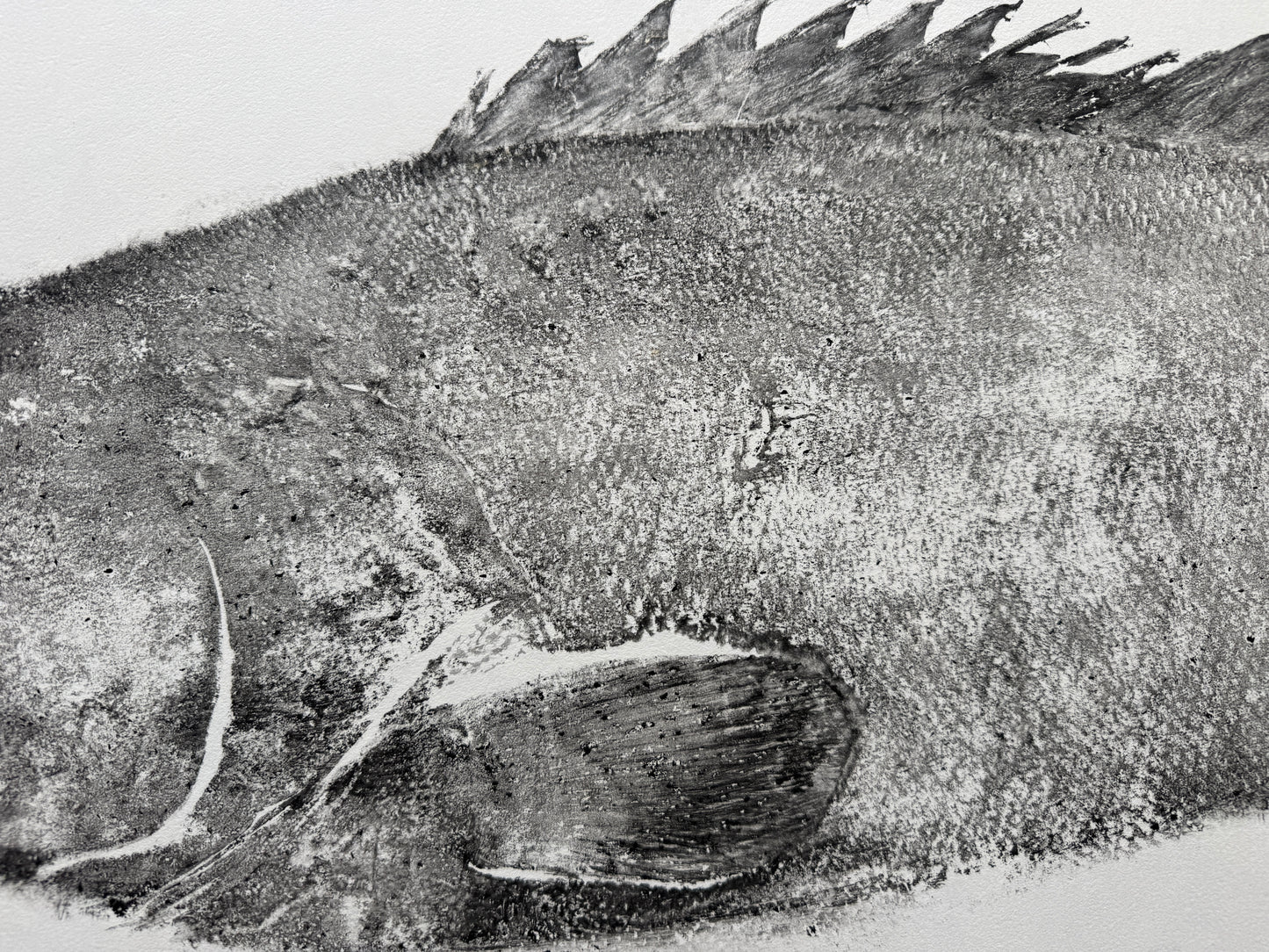 Black Grouper