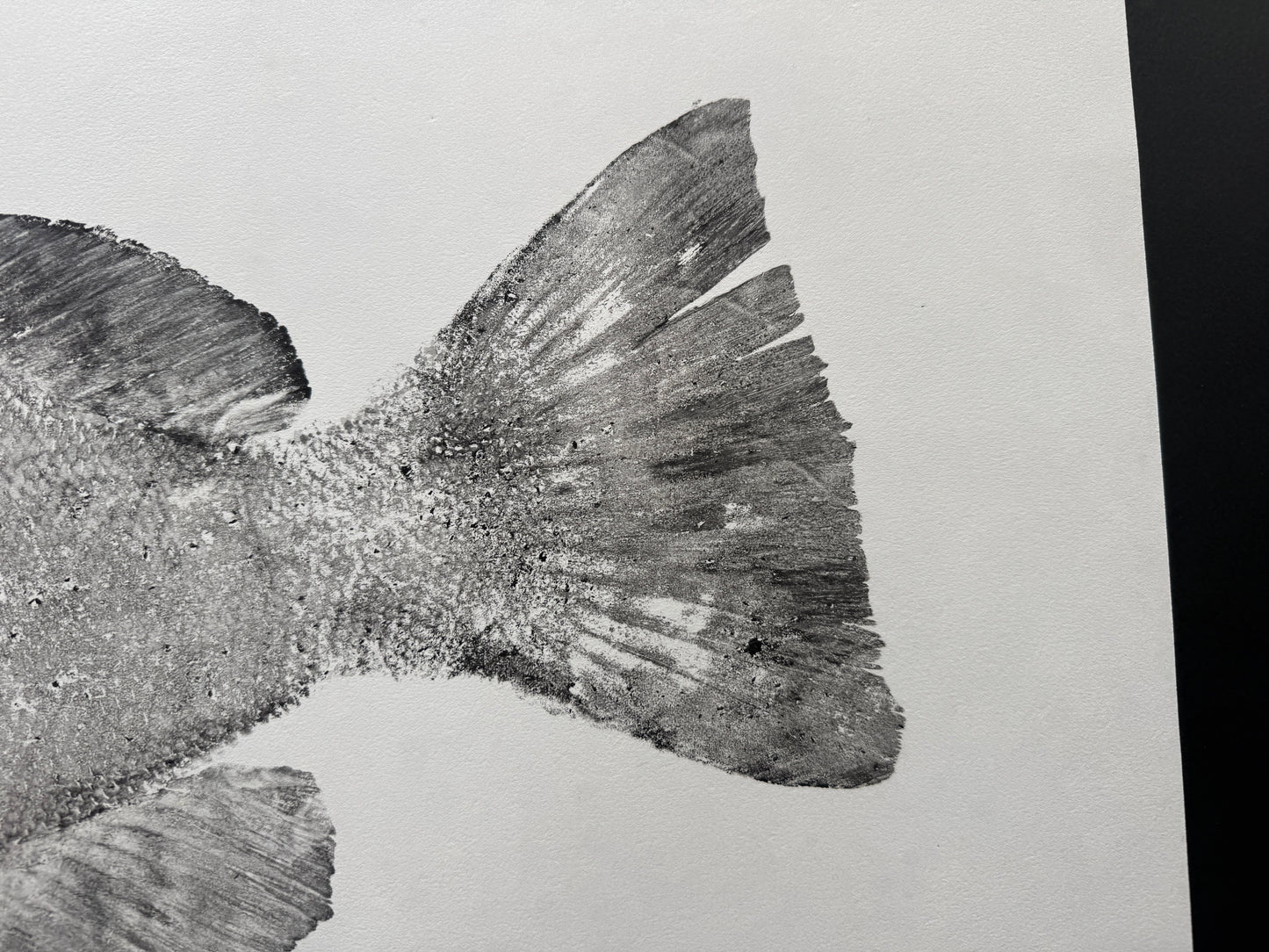 Black Grouper