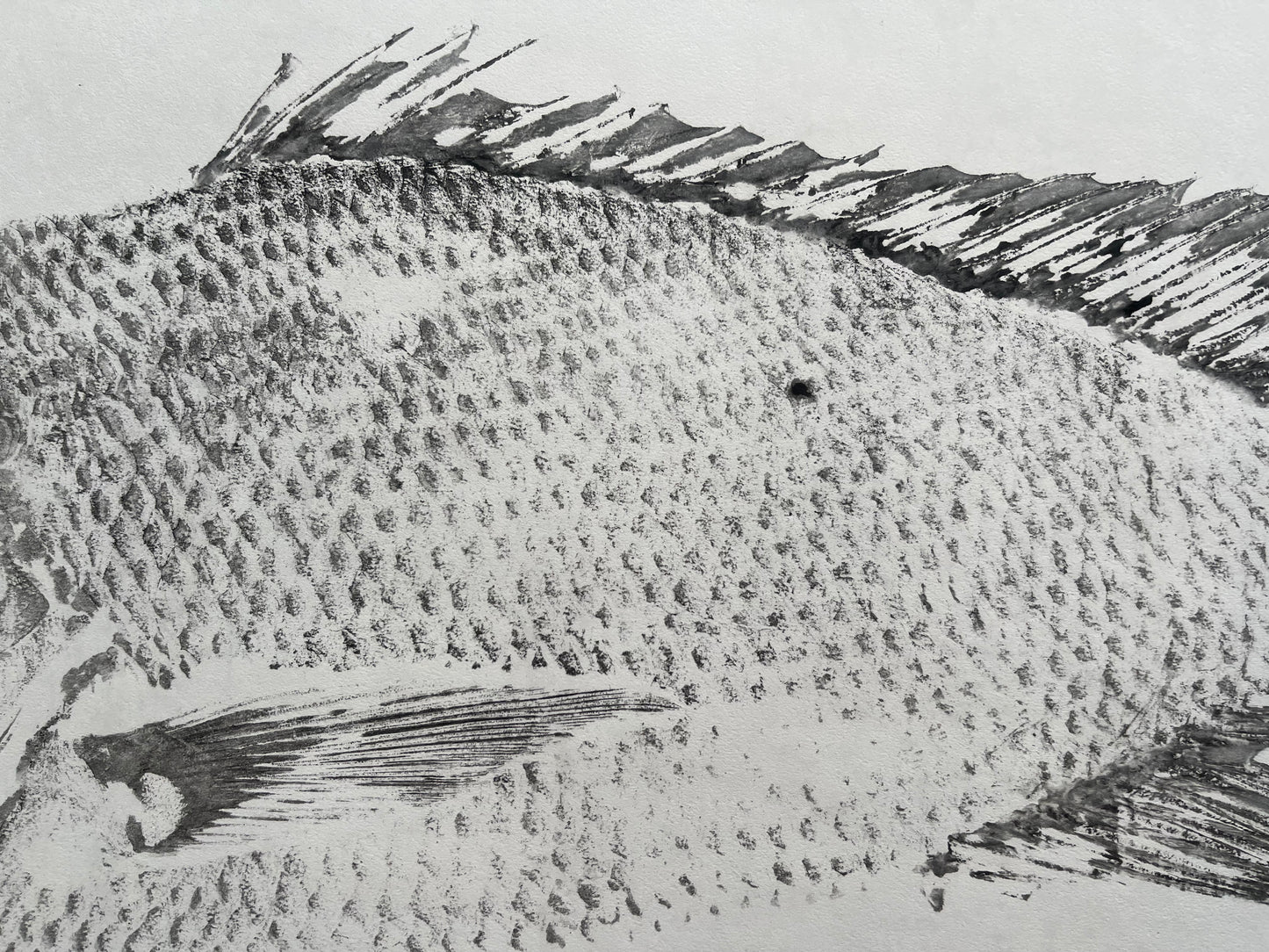 Mutton Snapper