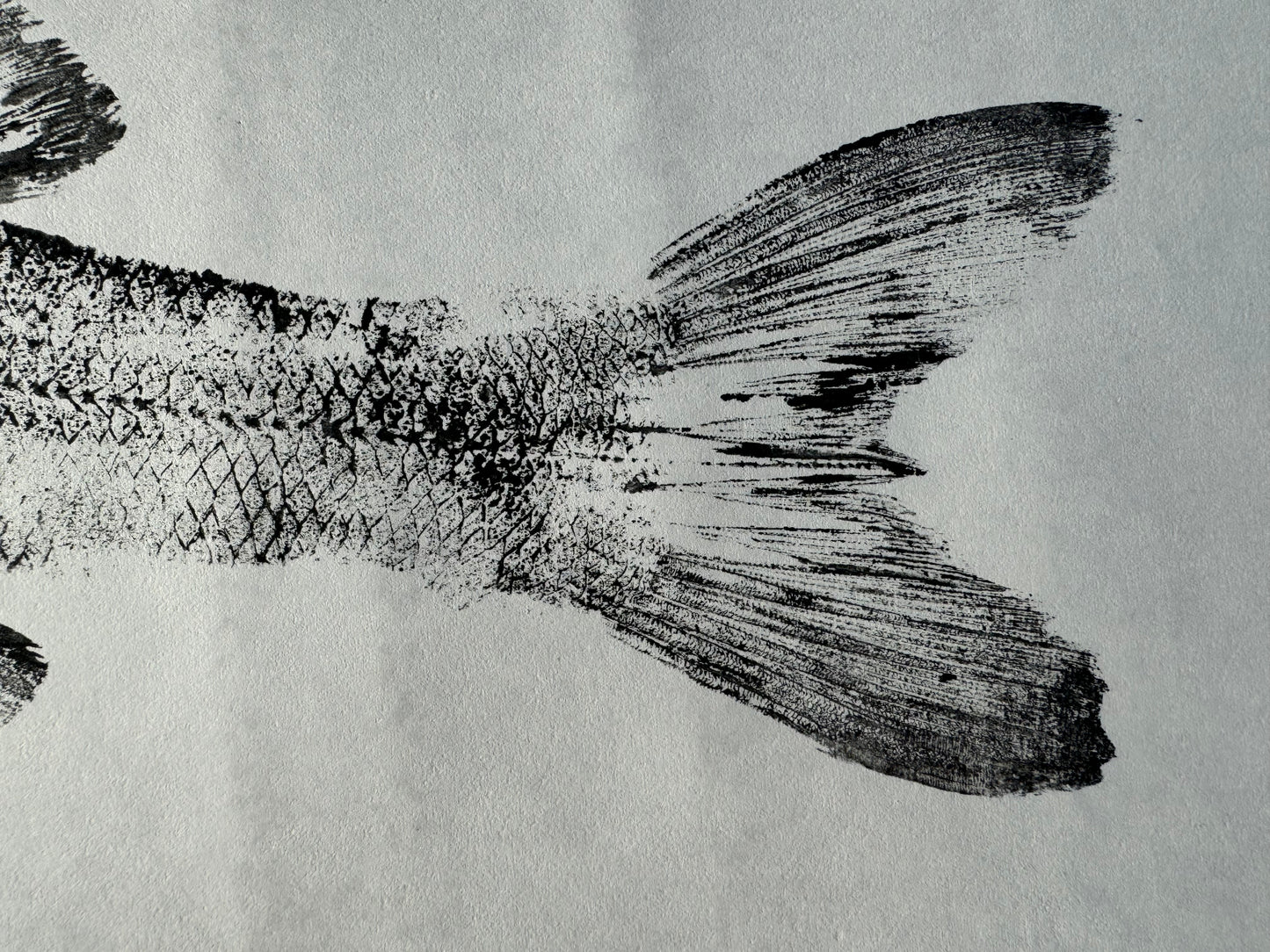 Snook 1