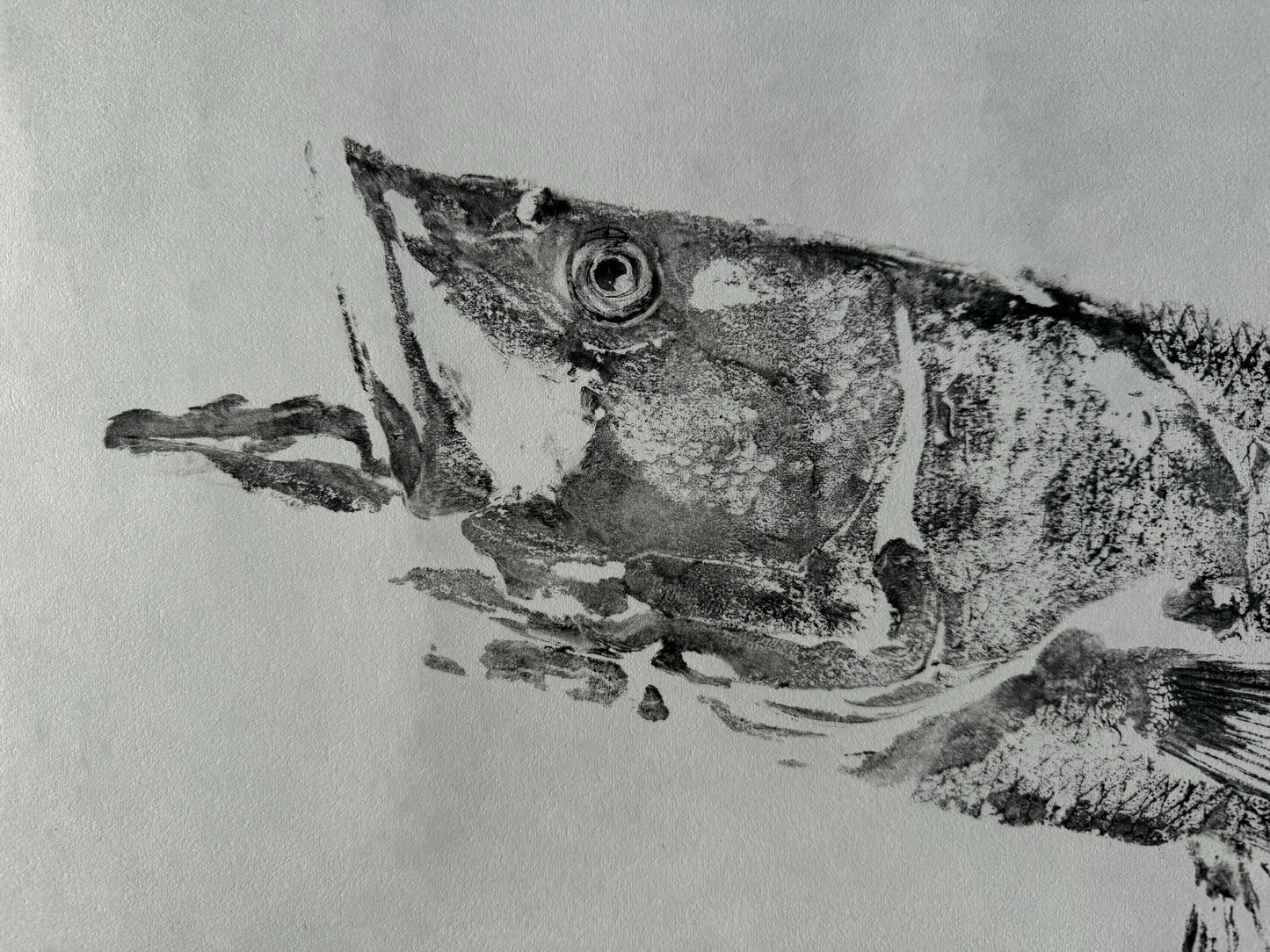 Snook 1