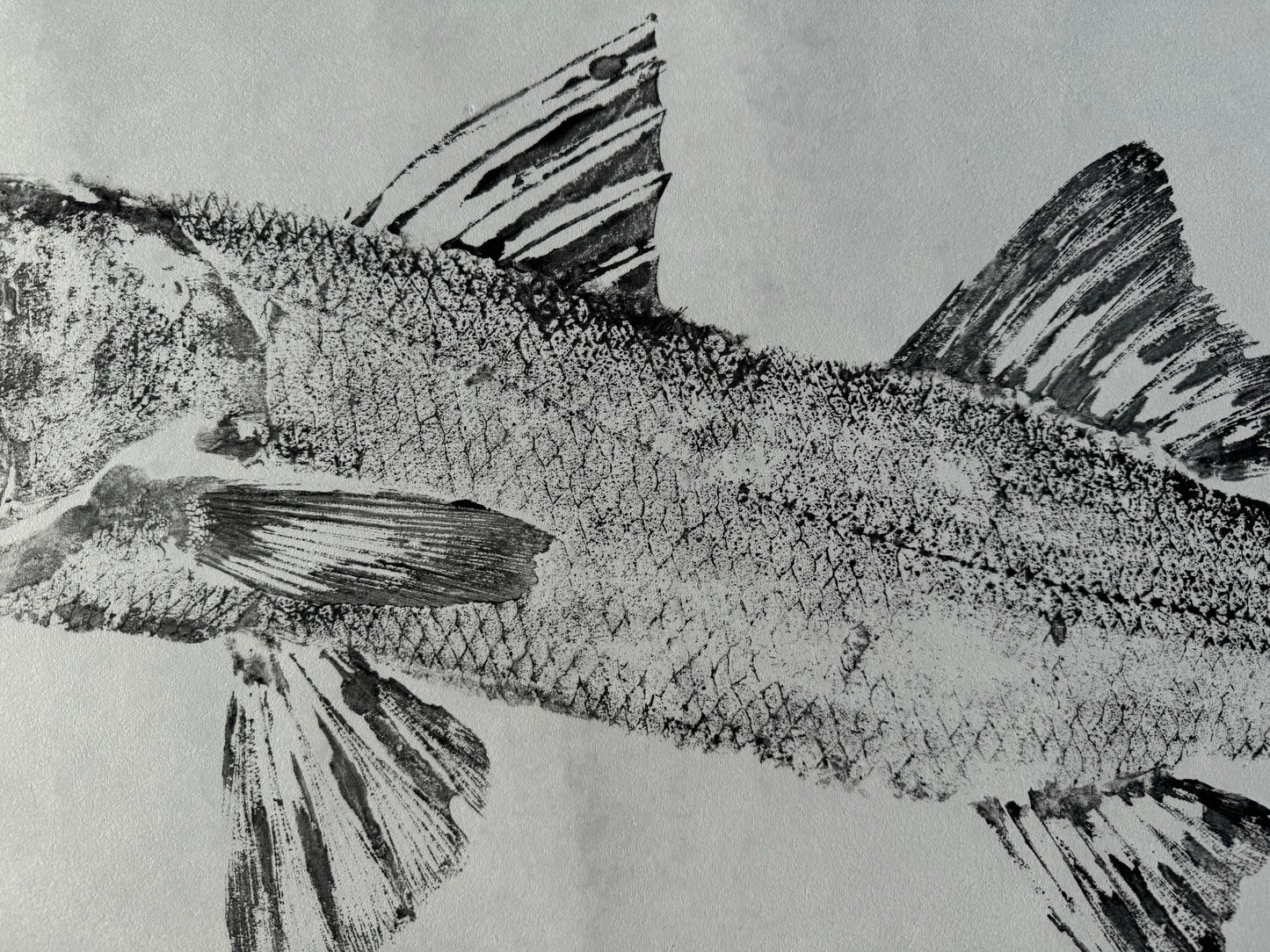 Snook 1