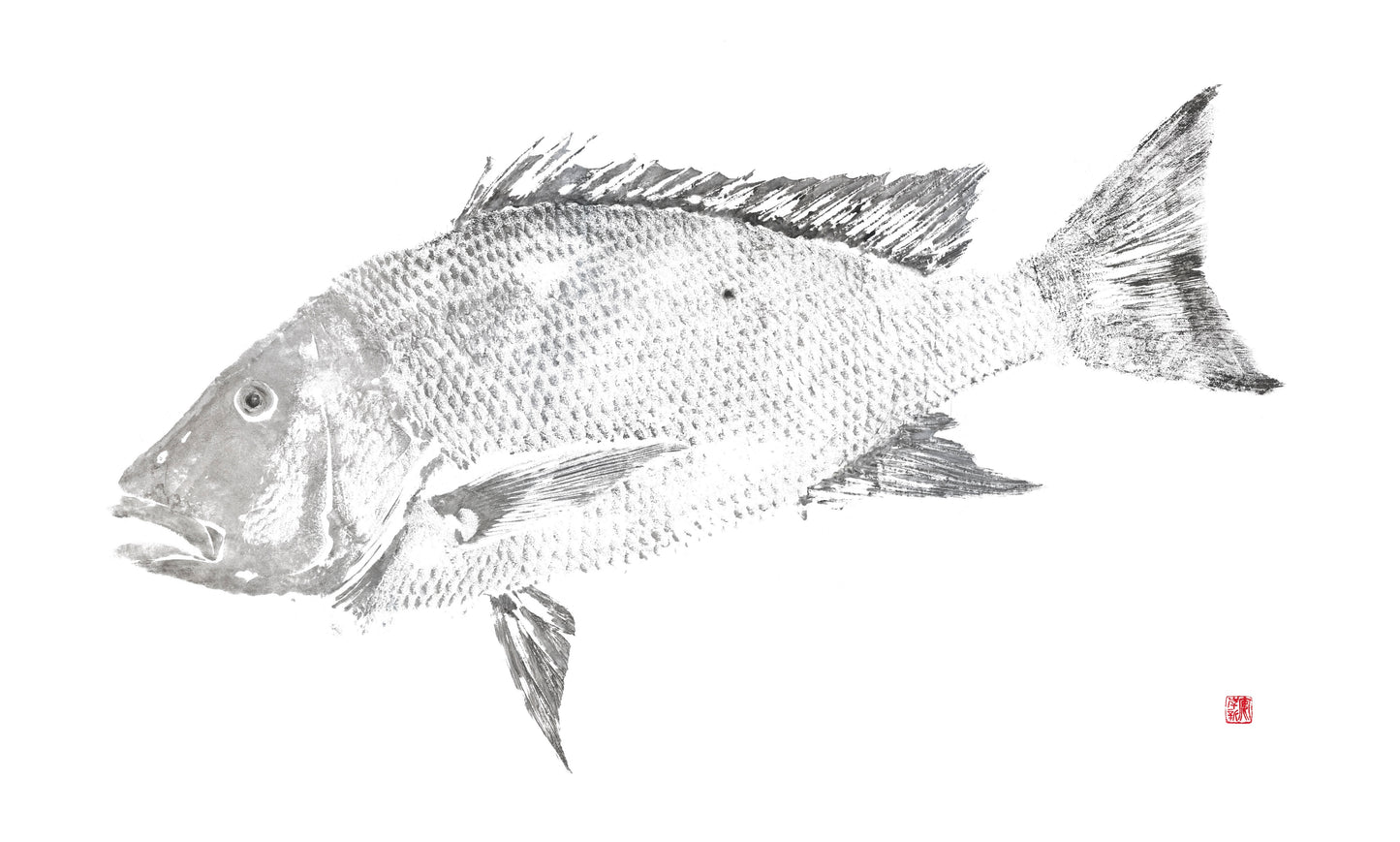 Mutton Snapper