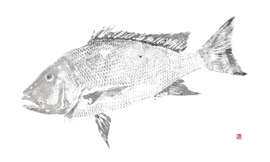 Mutton Snapper