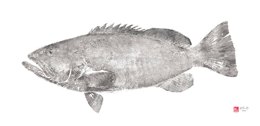 Black Grouper