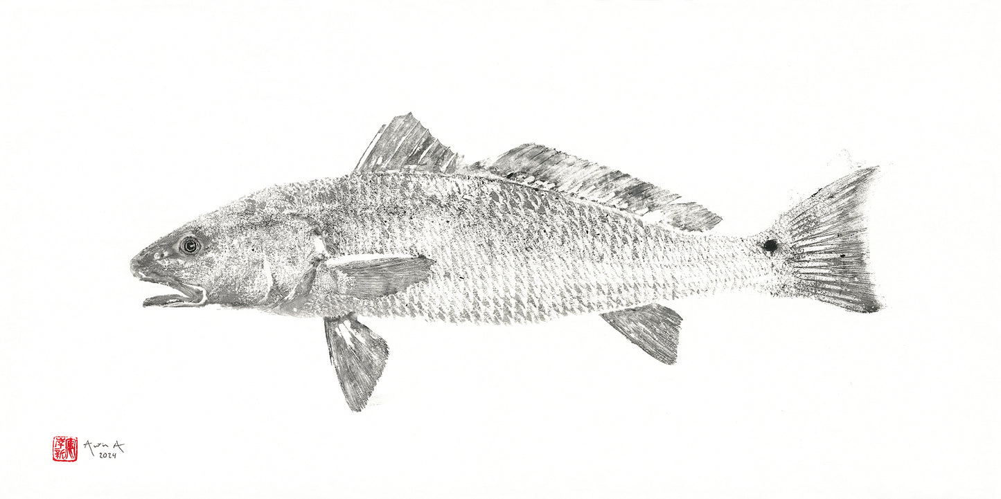 20"x10" Redfish Print