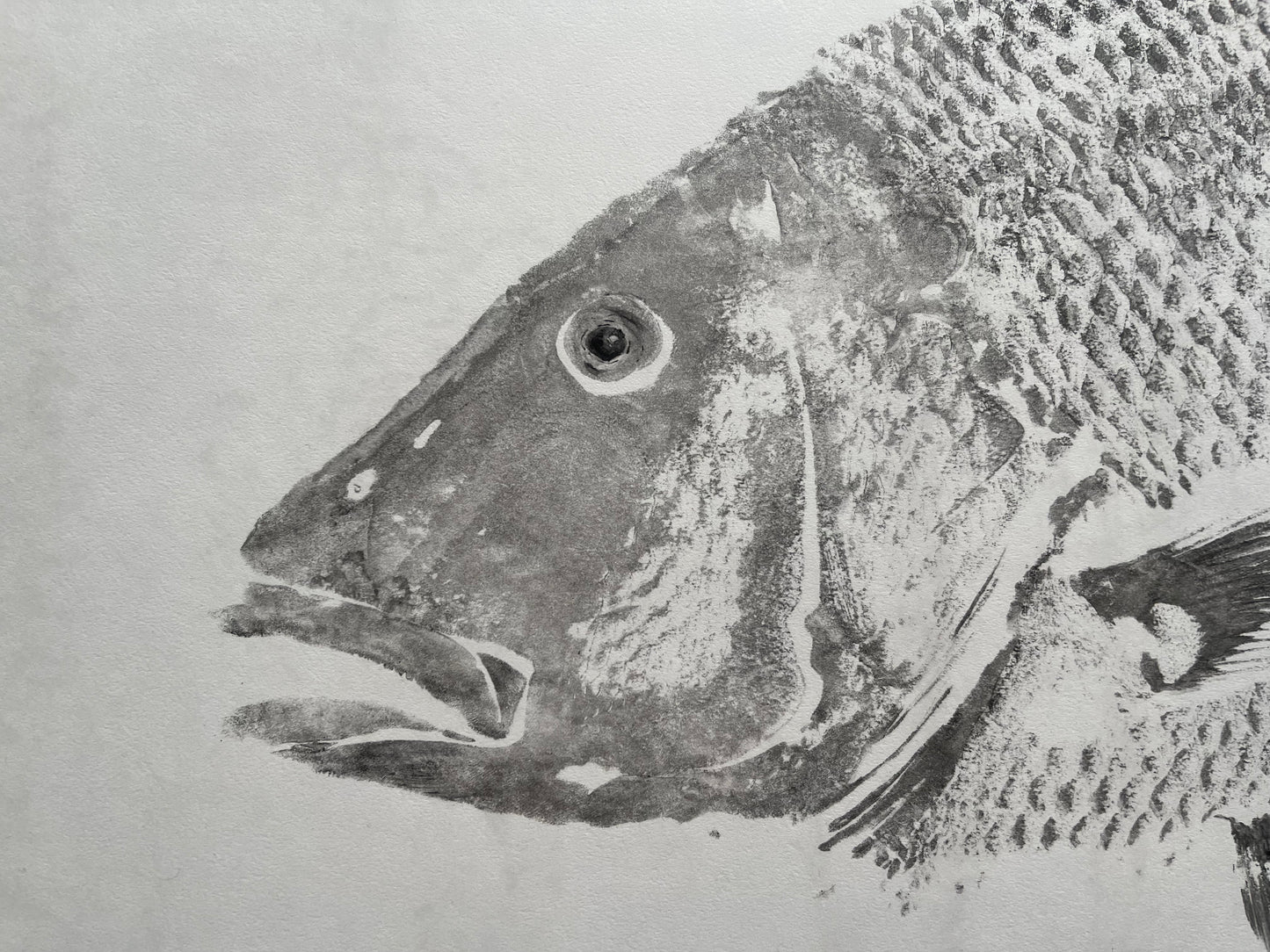 Mutton Snapper